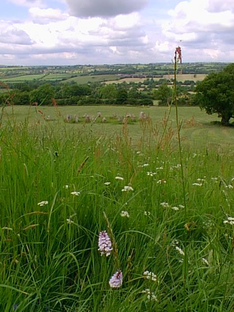 Common Spotted Orchid above stone circle.